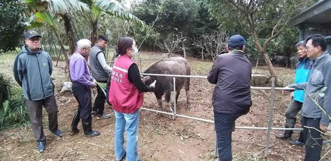 新北动保员派员前往访视2头孱弱水牛，并针对周边环境扩大消毒。（新北市动保处提供／许哲瑗新北传真）