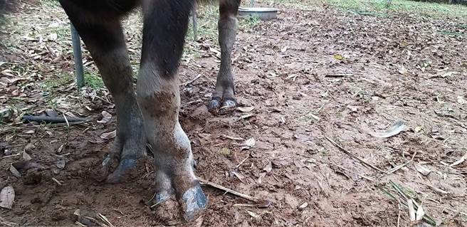 依依左前肢虽仍肿胀，但已可自行行走。（新北市动保处提供／许哲瑗新北传真）