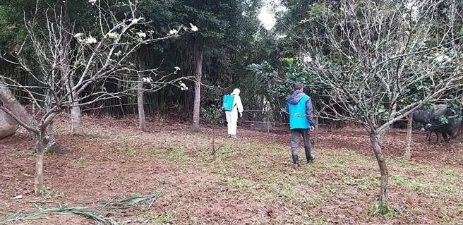 目前已排定牛只施打耳标及动物传染病检测採样时间，并做好防疫工作。（新北市动保处提供／许哲瑗新北传真）