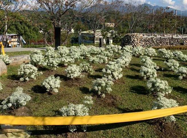 東勢客家文化園區種植200棵白雪木，增添拍照打卡熱點。（台中市客委會提供／王文吉台中傳真）