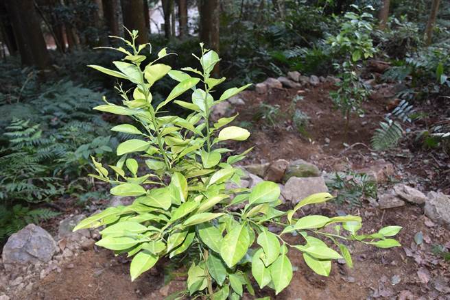南庄橙早年遍布在南庄乡蓬莱村山区，是赛夏族人重要药用植物之一。（谢明俊摄）