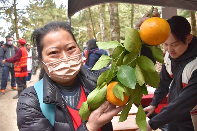南庄橙早年遍布在南庄乡蓬莱村山区，是赛夏族人重要药用植物之一。（谢明俊摄）