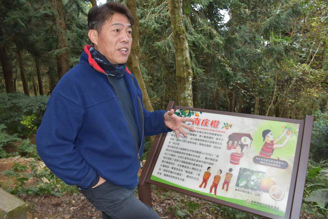 南庄蓬莱村赛夏族长老知名艺人根志优全力復育南庄橙。（谢明俊摄）