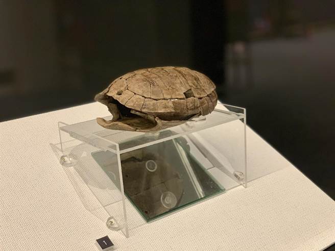 国立台湾史前文化博物馆南科考古馆29日推出「牵手平埔：台湾南部西拉雅族、马卡道族、大武壠族文化特展」，图为穿孔龟壳。（南科考古馆提供／李宜杰台南传真）