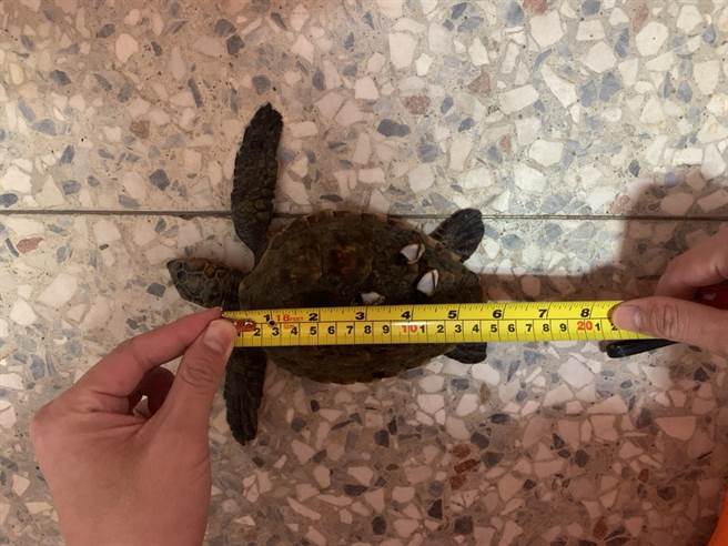 海巡署第三岸巡隊公司寮安檢所救援玳瑁海龜。（第三岸巡隊提供／謝明俊苗栗傳真）