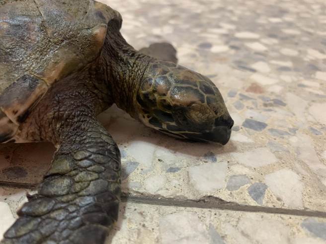 海巡署第三岸巡隊公司寮安檢所救援玳瑁海龜。（第三岸巡隊提供／謝明俊苗栗傳真