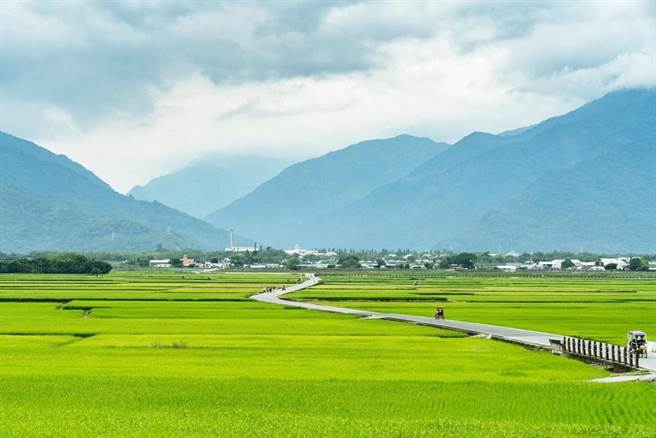 春節連假將至，公路總局盤點台東縣內易塞車路段，包括南迴公路金崙風景區、多良火車站、池上縱谷金城武樹等景點，屆時將實施交通管制或規畫替代路線。圖為池上稻田。（台東縣政府提供／蔡旻妤台東傳真）
