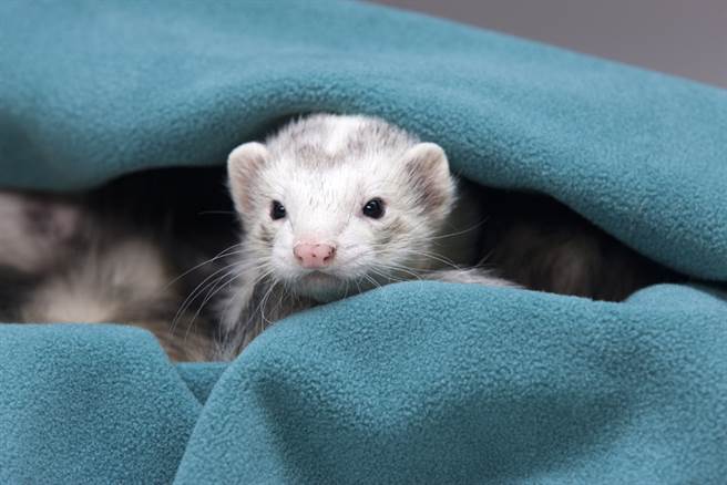 雪貂被饲主发现时，虚弱的瘫软在洗衣机里奄奄一息。（示意图／达志影像）
