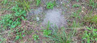 紅火蟻花蓮現蹤 蟻丘遍布逾千公頃研判入侵已有3年
