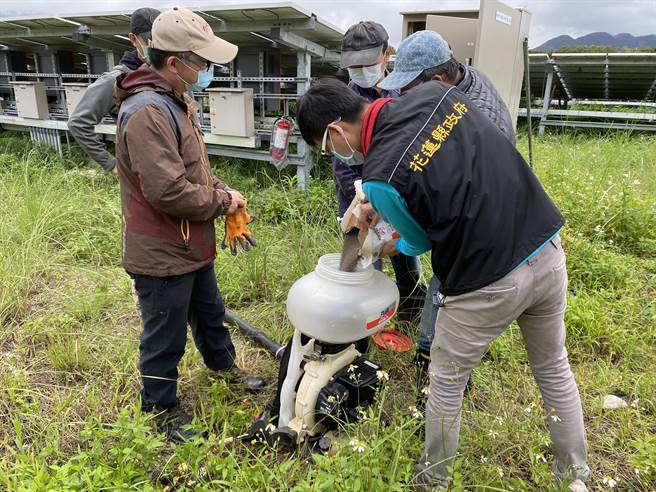 花莲县府现勘发现红火蚁蚁丘分布范围涵盖凤林镇及光復乡，密集区面积广达1256公顷，赶紧灌注药剂灭蚁。（花莲县府农业处提供／罗亦晽花莲传真）