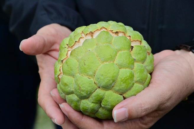 数波寒流持续低温造成台东农作损失，行政院农委会29日核定补助台东7乡镇释迦（凤梨释迦除外）及水稻秧苗现金补助，释迦每公顷救助9万元，秧苗每箱12元，由30日至2月8日受理农民至各公所申请现金救助。（立委刘棹豪提供／蔡旻妤台东传真）