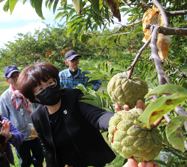 数波寒流持续低温造成台东农作损失，行政院农委会29日核定补助台东7乡镇释迦（凤梨释迦除外）及水稻秧苗现金补助，释迦每公顷救助9万元，秧苗每箱12元，由30日至2月8日受理农民至各公所申请现金救助。（台东县政府提供／蔡旻妤台东传真）