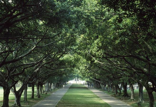 东海大学早期校园呼应大肚山自然地形等特色，获登录为台中市文化景观。图为东海大学校园文理大道。（阮伟明教授提供／林欣仪台中传真）