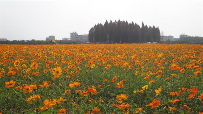 员林市大明里原本的蜀葵花田，今年不种蜀葵花，但改种波斯菊，两处花田合计逾1.5公顷，其中一片已盛放火红色花海，与不远处的落羽松树林相互辉映。（谢琼云摄）