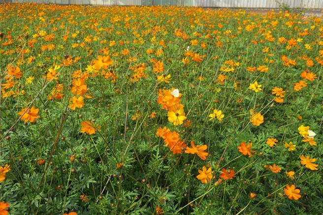 员林南区公园蜀葵花田的波斯菊预计到新春期间花况最佳，适合民眾在防疫期间来走春赏花，白天赏花，晚上还可以到市区赏花灯。（谢琼云摄）