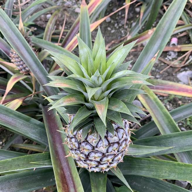 瑞穗乡的凤梨花果实冠芽因寒流影响，叶片出现零星变色斑块。（花莲县府农业处提供／罗亦晽花莲传真）