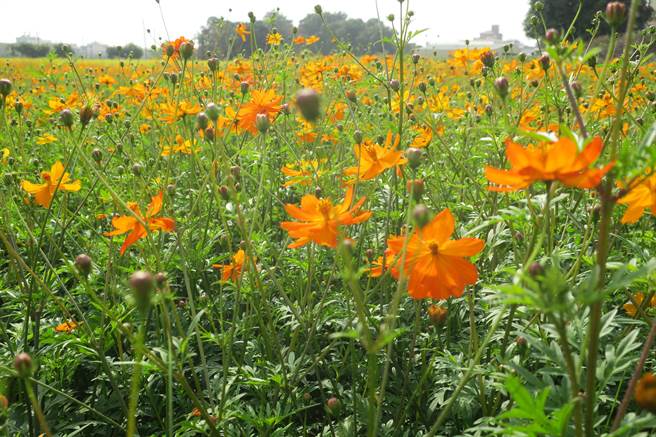 员林南区公园蜀葵花田的波斯菊预计到新春期间花况最佳，适合民眾在防疫期间来走春赏花，白天赏花，晚上还可以到市区赏花灯。（谢琼云摄）