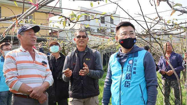 东势地区高接梨梨穗嫁接遭受寒害，立委江启臣30日邀相关单位现勘。（陈淑娥摄）
