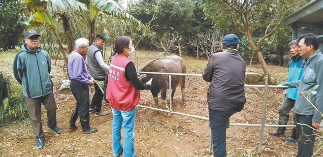 阳明山2病牛运至金山安置未通报 社会 中国时报