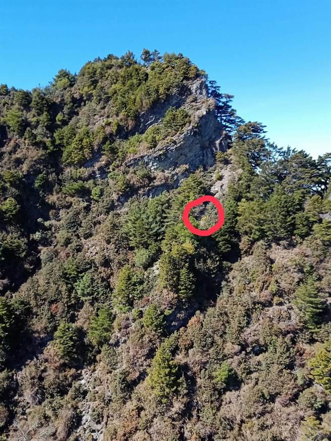 40歲的曾姓男子與友人29日至台東縣卑南南峰登山，不料墜落20公尺深山谷，因傷無法行走，經友人通報消防局和空勤總隊第3大隊第3隊等單位獲報後30日出動救援，終於在31日鷹直升機吊掛成功，將其送往馬偕醫院救治，已無大礙。待救援者位置示意圖。（台東空勤第三大隊提供／蔡旻妤台東傳真）