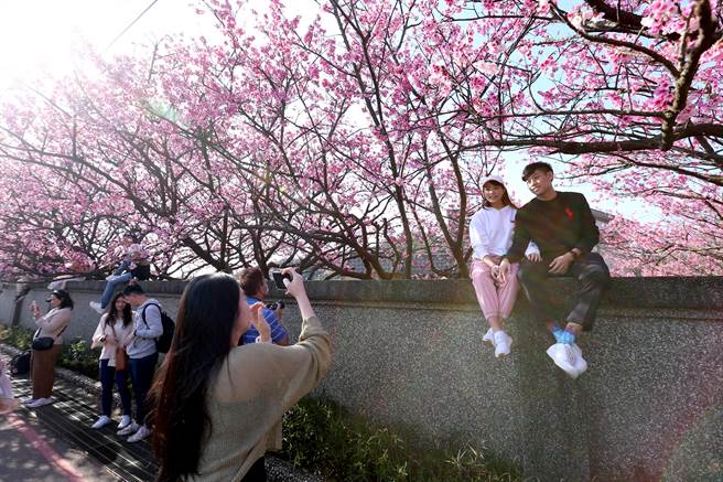 不少人更是攀坐在围墙上，留下美丽的影像。（黄世麒摄）