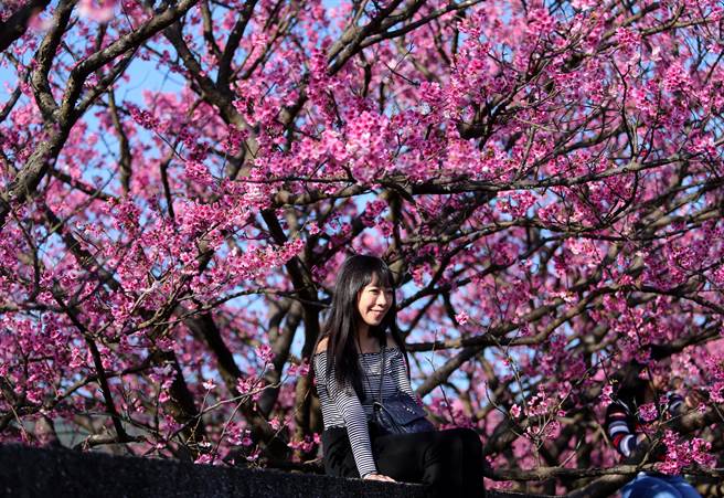 不少人更是攀坐在围墙上，留下美丽的影像。（黄世麒摄）