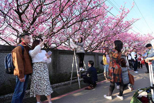 有人更是自备梯子，与樱花合影更加方便。（黄世麒摄）