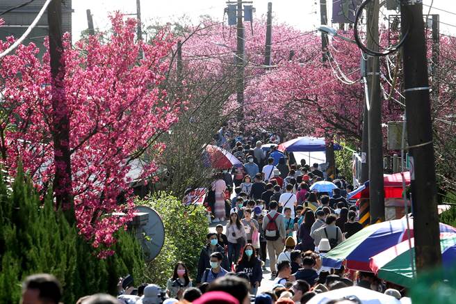平菁街42巷寒樱盛开，赏樱人潮涌入。（黄世麒摄）