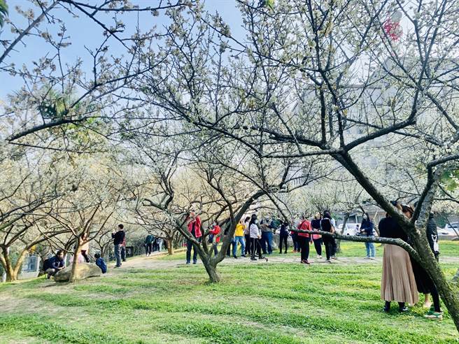 南投縣警局庭園梅花盛開，吸引民眾賞梅。（廖志晃攝）