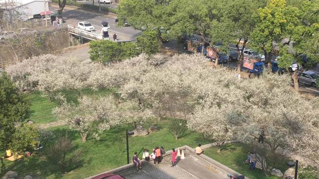南投縣警局庭園梅花盛開，一片雪白。（民眾提供／廖志晃南投傳真）