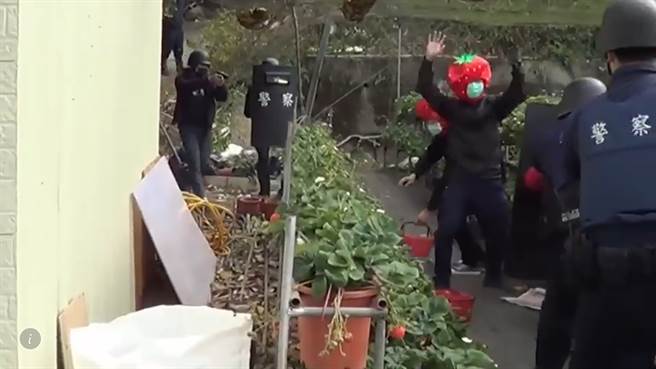 現金草莓我全都要，苗栗大湖分局結合特產模擬防搶演練。(戴志揚翻攝)