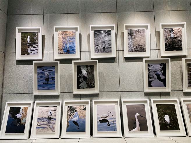 2月1日起展到28日，法鼓山台中寶雲寺展出麗明營造董事長吳春山攝影展，主題為「我的鳥朋友」。（盧金足攝）
