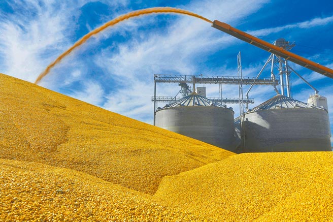 原物料黄小玉价格飙，台糖近期採购价上升，年后18公升沙拉油看涨。（美联社）