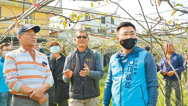 东势地区高接梨梨穗嫁接遭受寒害，立委江启臣30日邀相关单位会勘。（陈淑娥摄）