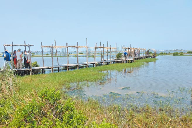 云林县口湖乡成龙溼地生态保育有成，却面临光电场进驻衝击。（本报资料照片）