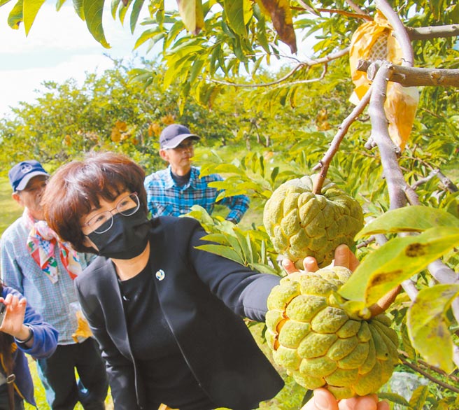 数波寒流低温造成台东农作损失，农委会29日核定补助释迦每公顷救助9万元，秧苗每箱12元。图为日前台东县长饶庆铃至果园关切农民情形。（台东县政府提供／蔡旻妤台东传真）