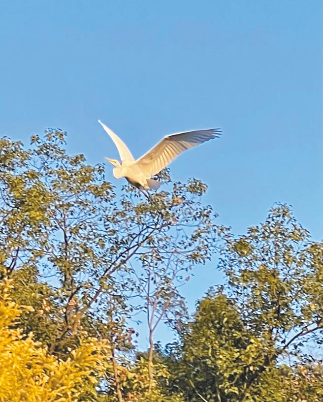 白鹭迎春报喜，林青霞内心企盼疫情赶快离去。（林青霞提供）