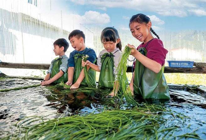 小朋友们参与洗野莲体验活动，玩得不亦乐乎。（150元／人，含导览、洗野莲体验、野莲一包）（图／焦正德摄）