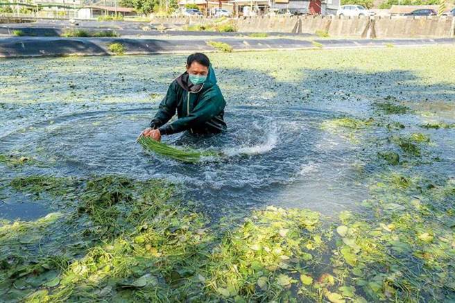 「李氏野莲家」的老板李焕生在田里示范採收野莲过程。（图／焦正德摄）