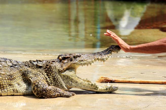 印度一名男子在喝醉后，竟跑到池塘边抚摸鱷鱼，还把牠认成妈妈。(示意图/达志影像)