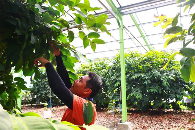 新园青农郑钦文为种出夏季莲雾、区隔市场，砸420万搭温室，而夏天未至先幸运躲过年初寒害，温室里的莲雾几近零落果。（谢佳潾摄）