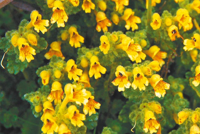 南湖碎雪草。（雪霸国家公园管理处提供／巫静婷苗栗传真）