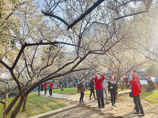 南投县警局庭园梅花盛开，吸引民眾赏梅。（廖志晃摄）