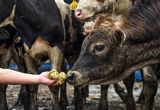工研院開發檸檬皮變身牛飼料 牛隻愛吃又助消化