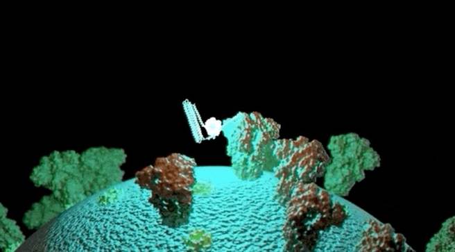 华盛顿大学的研究团队，设计一种蛋白质试剂，与新冠病毒的特徵结合就会发光。(图/UW)