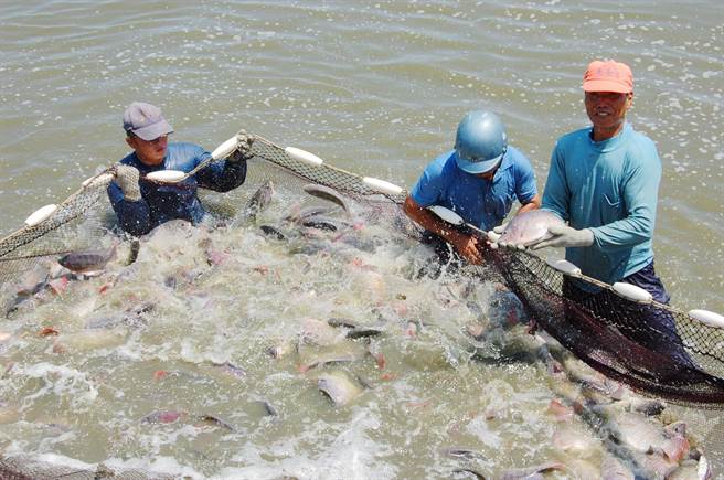 嘉义县新增养殖渔业生产区，全县鱼塭占比提高至5成以上。（吕妍庭摄）