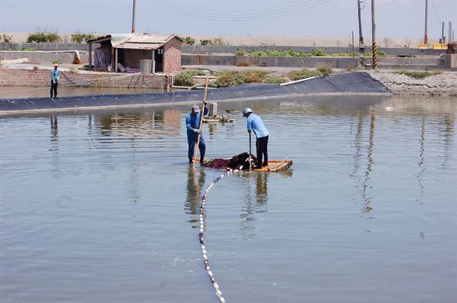 嘉义县新增养殖渔业生产区，全县鱼塭占比提高至5成以上。（吕妍庭摄）