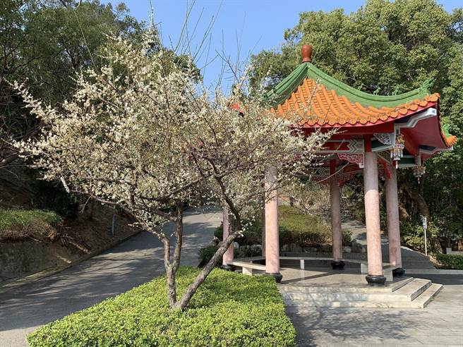苗栗市公所在猫狸山公园种植50株梅花，近日陆续绽放，提供民眾就近赏花的休憩景点。（何冠娴摄）