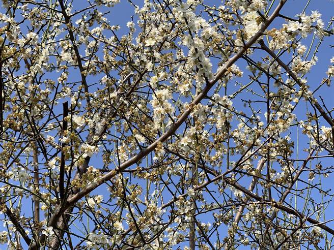 苗栗市公所在猫狸山公园种植50株梅花，近日陆续绽放，雪白花朵点缀枝头，让散步民眾感到心旷神怡。（何冠娴摄）