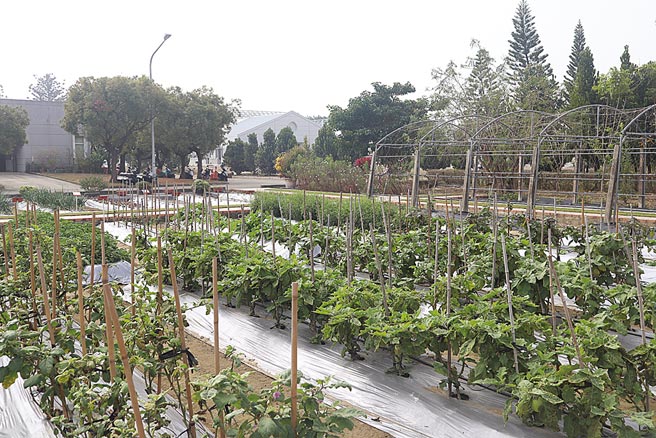 极端气候当前，「亚蔬—世界蔬菜中心」近年来积极推广「原生蔬菜」，期盼能耐高温多溼、同时抗病虫害能力高的原生蔬菜，能在市场中占有一席之地，图为亚蔬中心的菜园。（李宜杰摄）